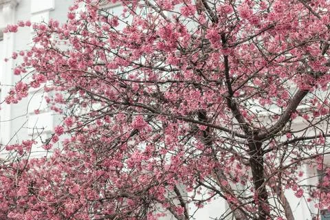 Cherry blossom flowers tree, spring time 2021 Stock Photos