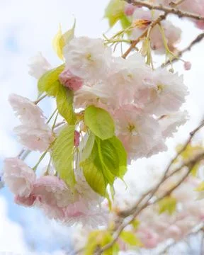 Cherry blossom flowers on a tree on a Spring day Stock Photos
