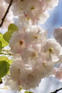 Cherry blossom flowers on a tree on a Spring day Stock Photos