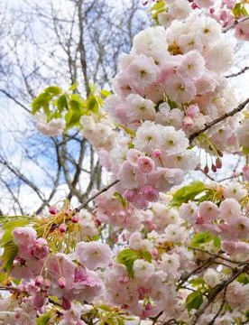 Cherry blossom flowers on a tree on a Spring day Stock Photos