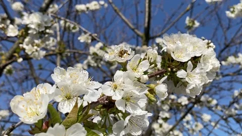 Cherry blossom with a fly bee Stock Footage 152045690