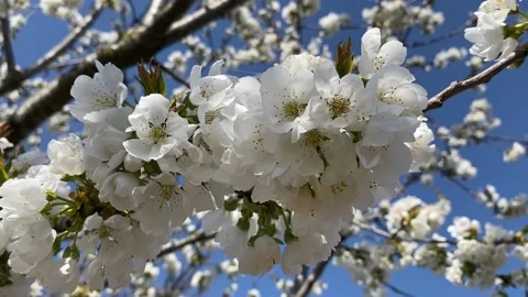 Cherry blossom with a fly bee Stock Footage 152045699