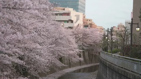 Cherry blossom focus shift from back to front in Tokyo 動画素材 175879282