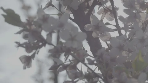 Cherry Blossom Focus Shift Stock Footage 128817756
