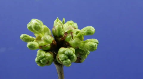 Cherry blossom Stock Footage 108706