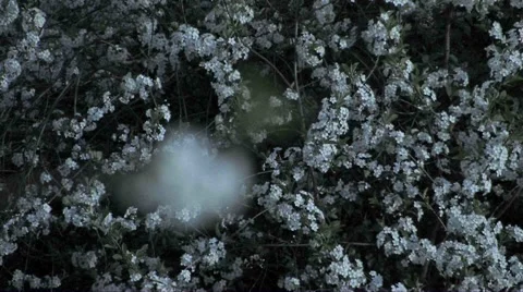 Cherry blossom Stock Footage 2312706