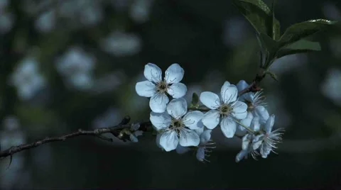 Cherry blossom Stock Footage 2312725