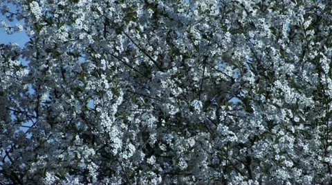 Cherry blossom Stock Footage 2312729