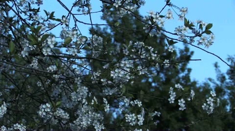 Cherry blossom Stock Footage 2312739