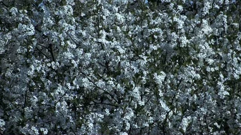 Cherry blossom Stock Footage 2312749