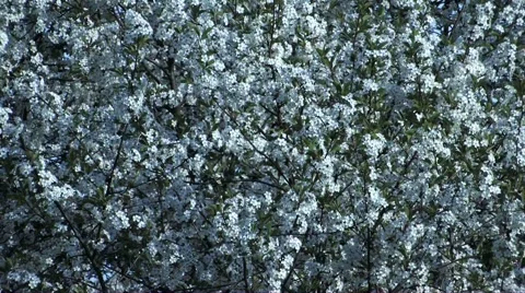Cherry blossom Stock Footage 2312847