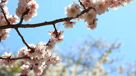 Cherry blossom 스톡 동영상 8607101