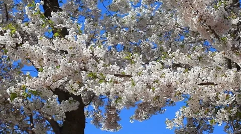 Cherry blossom Stock Footage 8607103