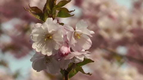 Cherry blossom Stock Footage 8966249