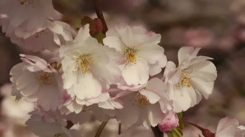 Cherry blossom Stock Footage 8967892