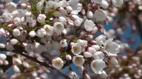 Cherry blossom Stock Footage 8967980