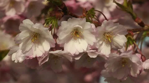Cherry blossom Stock Footage 8983020