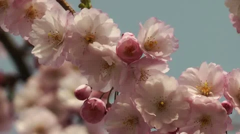 Cherry blossom Stock Footage 8983099