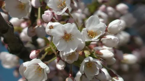 Cherry blossom Stock Footage 8983170
