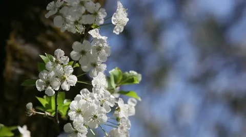 Cherry Blossom 動画素材 10573476