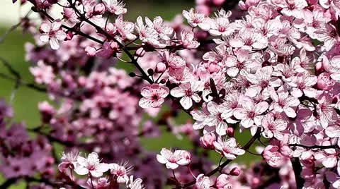 Cherry blossom Stock Footage 10862928
