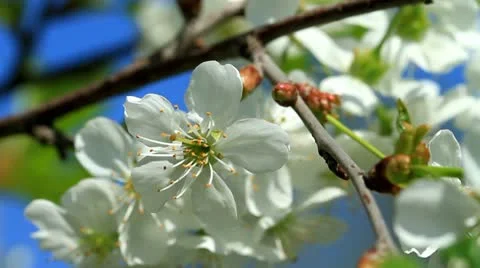 Cherry blossom Stock Footage 10943874