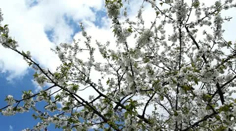 Cherry Blossom Stock Footage 11016985