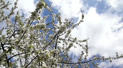 Cherry Blossom Stock Footage