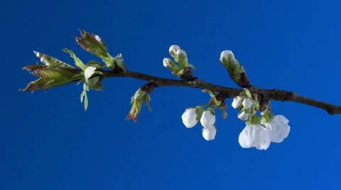 Cherry blossom Stock-Footage 11517423