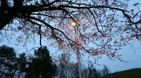 Cherry Blossom Stock Footage 22428541