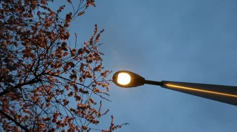 Cherry Blossom Stock Footage 22428551