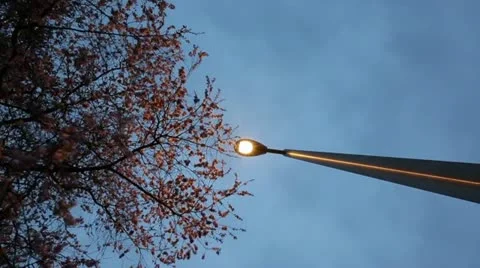 Cherry Blossom Stock Footage 22428557