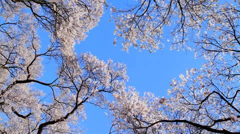 Cherry blossom. Stock Footage 22569740