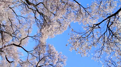 Cherry blossom. Stock Footage 22569807