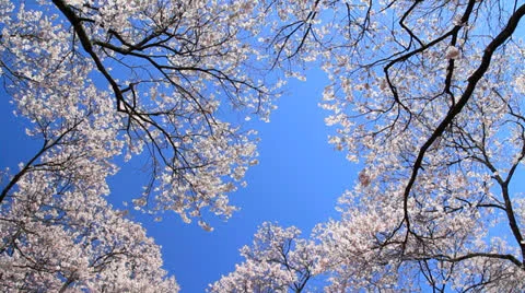 Cherry blossom. Stock Footage 22569811