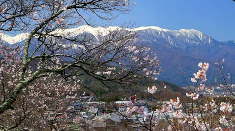 Cherry blossom. Stock Footage 22569845
