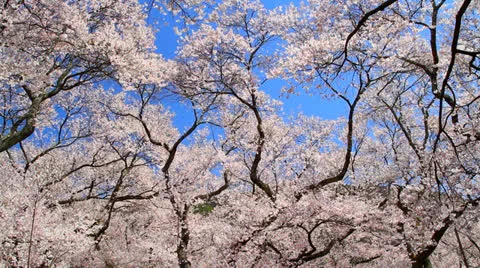Cherry blossom. Stock Footage 22569875