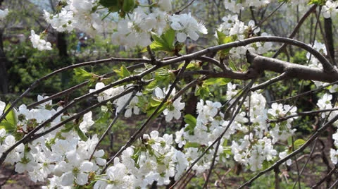 Cherry blossom Stock Footage 22853113