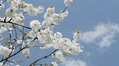 Cherry Blossom Stock Footage 23017428