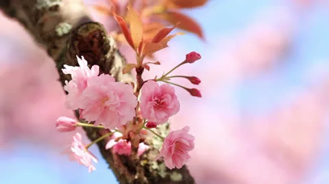 Cherry blossom. Stock Footage 23679654