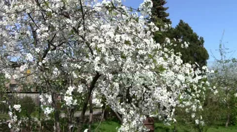 Cherry blossom Stock Footage 24695691