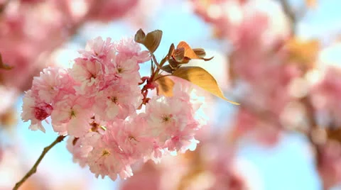 Cherry blossom. Stock Footage 24818439