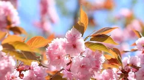 Cherry blossom. Stock Footage 24818463