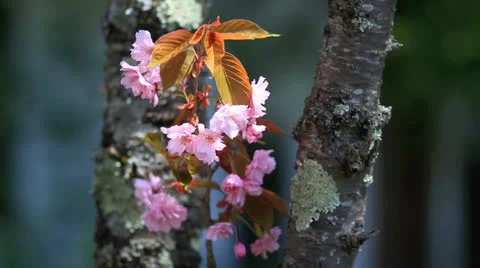 Cherry blossom. Stock Footage 24818554