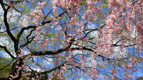 Cherry blossom. Stock Footage 24818585