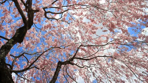 Cherry blossom. Stock-Footage 24818895