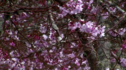 Cherry blossom 库存影片 29284678