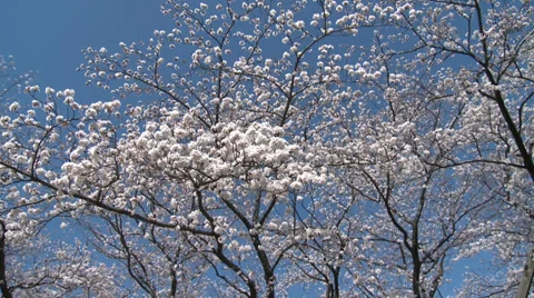 Cherry Blossom Stock Footage 36777833