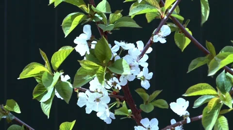 Cherry blossom Stock Footage 38152404