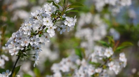 Cherry blossom. Stock Footage 44190858